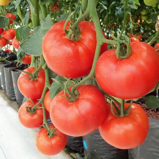 Cobra F1 Tomato Thumbnail